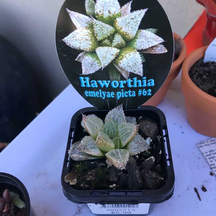 Plant image Haworthia Emelyae var. Picta