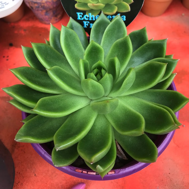 Plant image Echeveria Funki