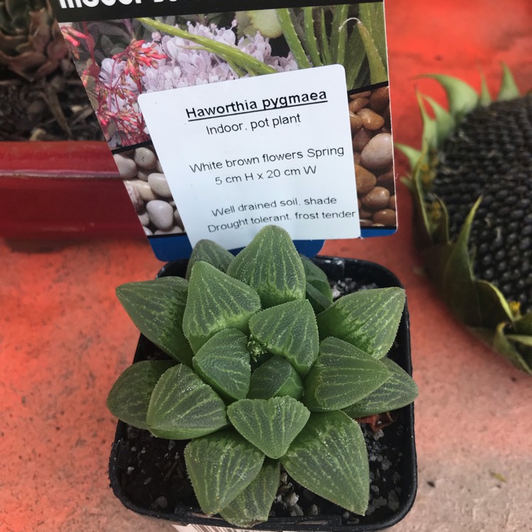 Plant image Haworthia Pygmaea var. Pygmaea