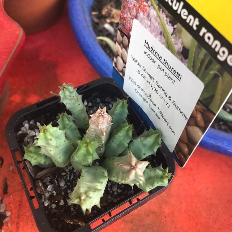 Plant image Huernia thuretii