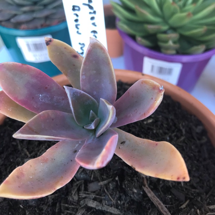 Plant image Echeveria Brown Sugar