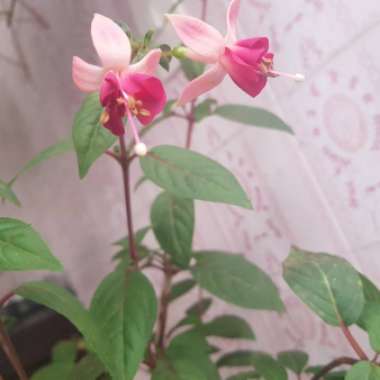 Fuchsia 'Fuchsiaberry'