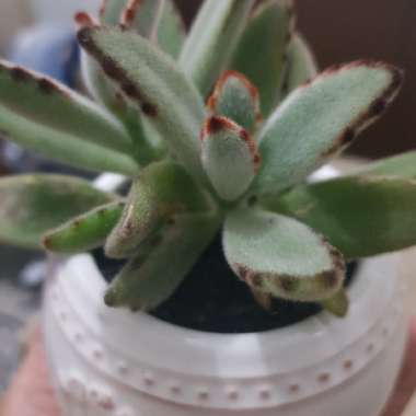 Kalanchoe 'Tomentosa'