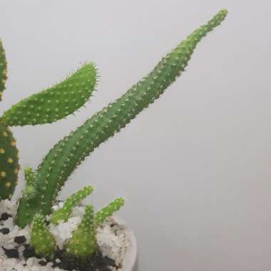 Peanut Cactus