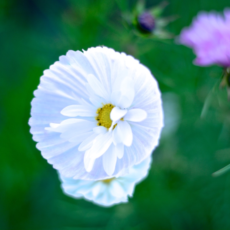 Plant image Cosmos Bipinnatus 'Cupcake'