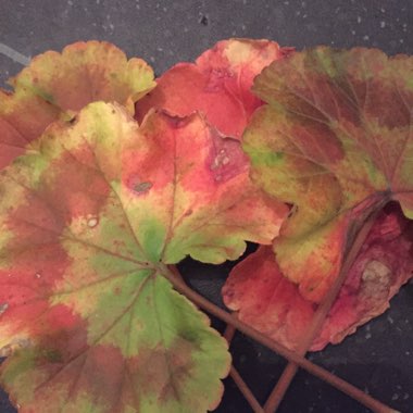 Cranesbill (Geranium)