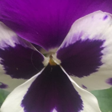 Pansy