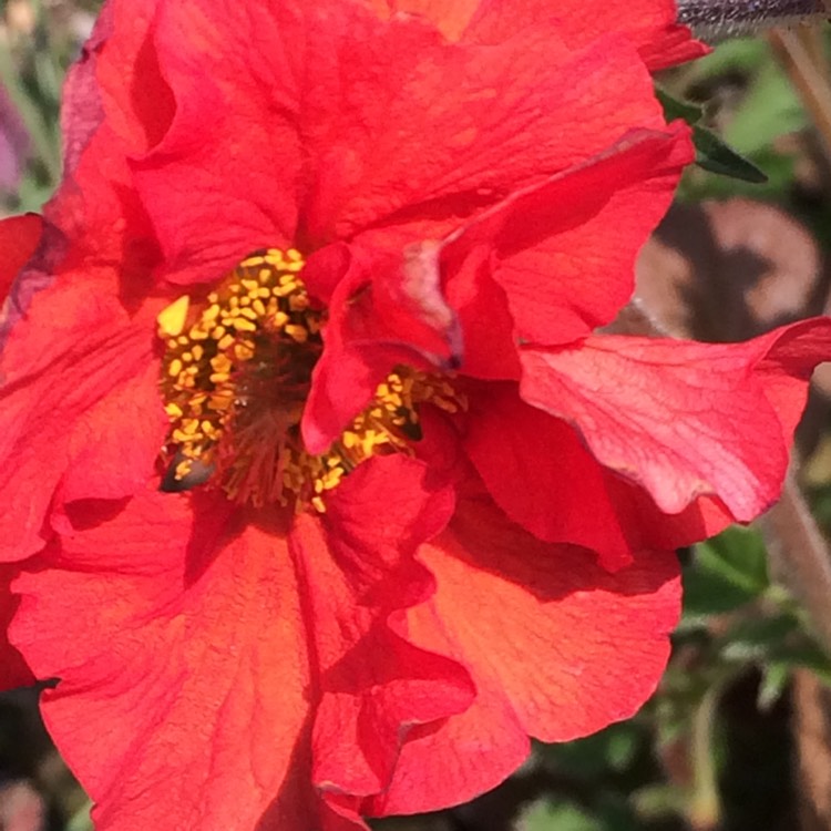 Plant image Geum 'Blazing Sunset'