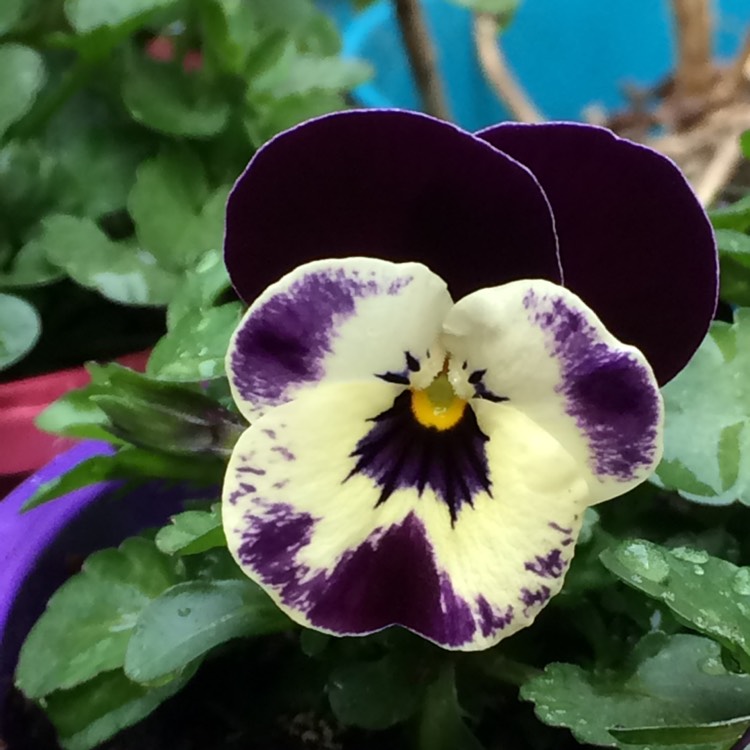 Plant image Viola cornuta 'White Purple Wing'