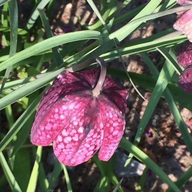 Fritillaria meleagris