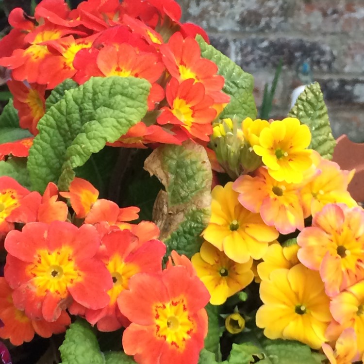 Plant image Primula Polyantha