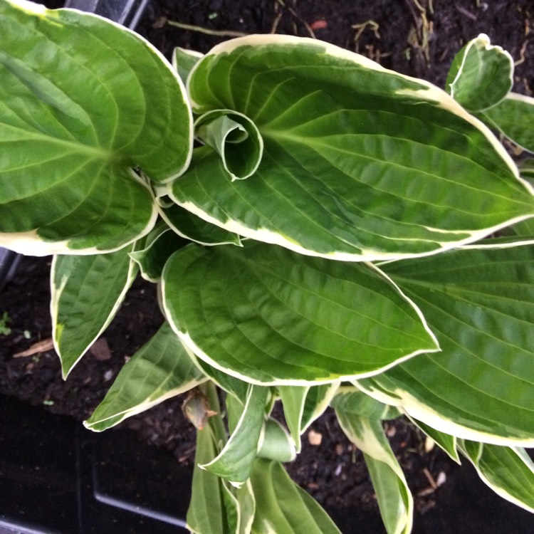 Plant image Hosta 'Patriot'