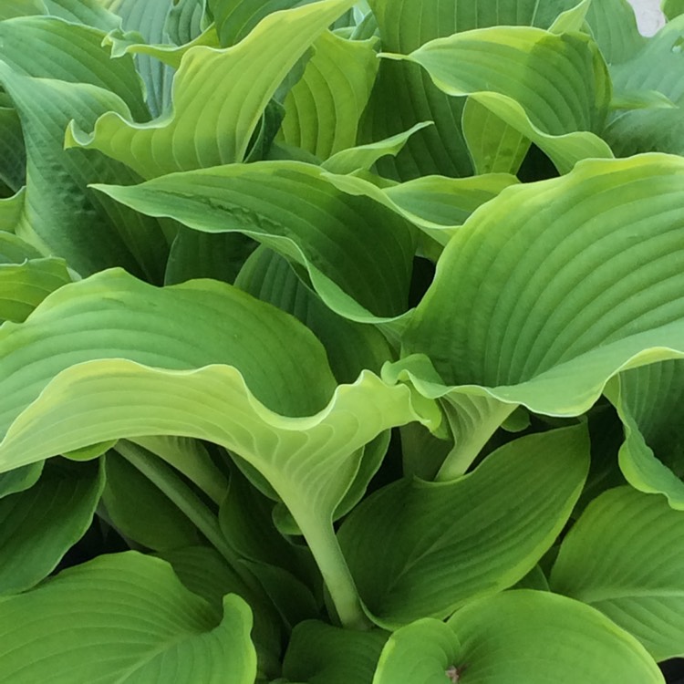 Plant image Hosta fortunei var. albopicta f. aurea syn. Hosta fortunei 'Aurea', Hosta 'Aurea'