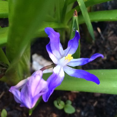 Chionodoxa luciliae (Boiss) syn. Scilla luciliae