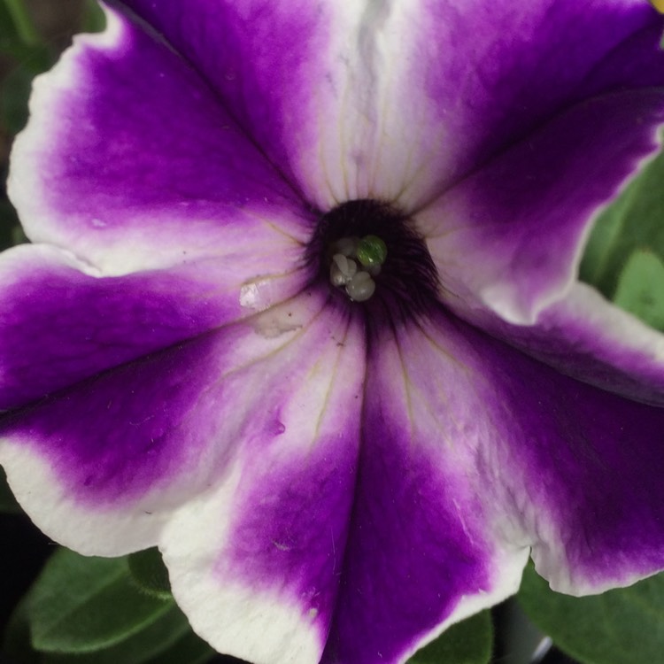 Plant image Petunia Surfinia 'Blue star'