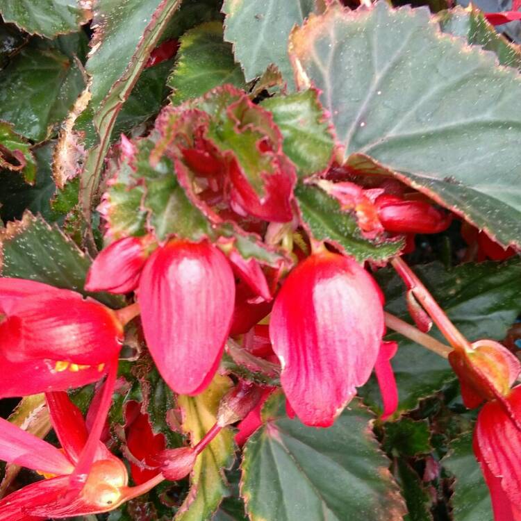 Plant image Begonia 'Waterfall Encanto Red' (Waterfall Series)