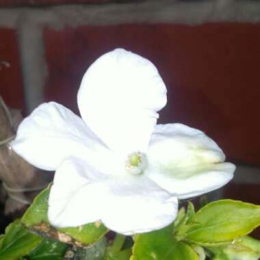 Impatiens 'SunPatiens®  Compact White'