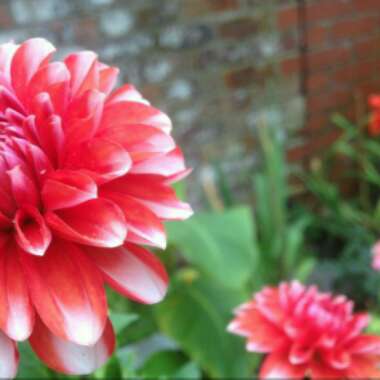 Dahlia (Bedding Varieties)