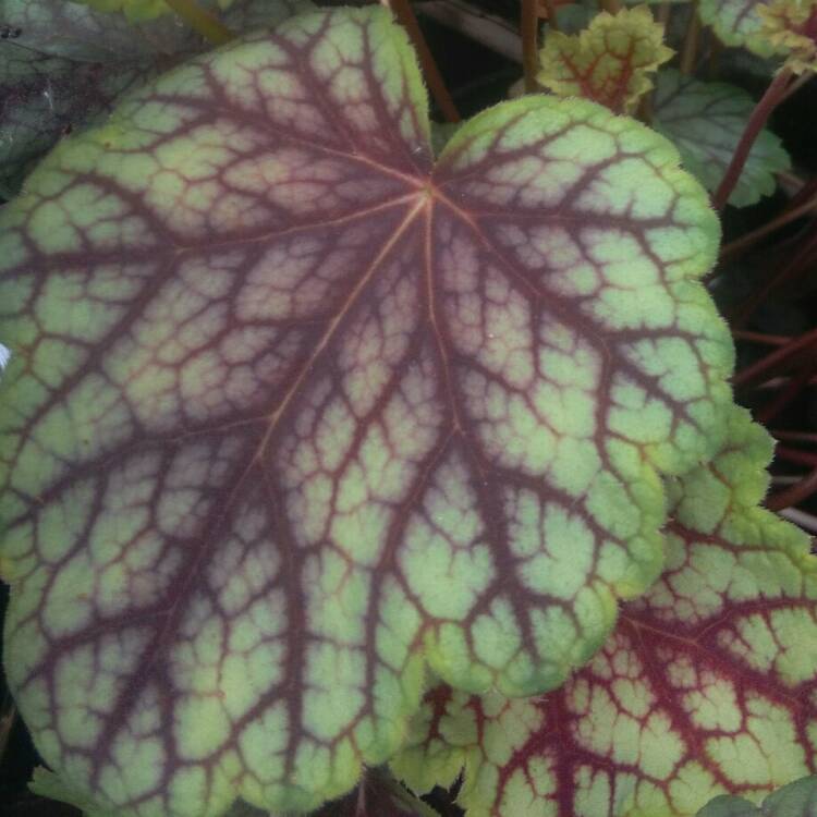 Plant image Heuchera 'Cranberry' (Indian Summer Series)