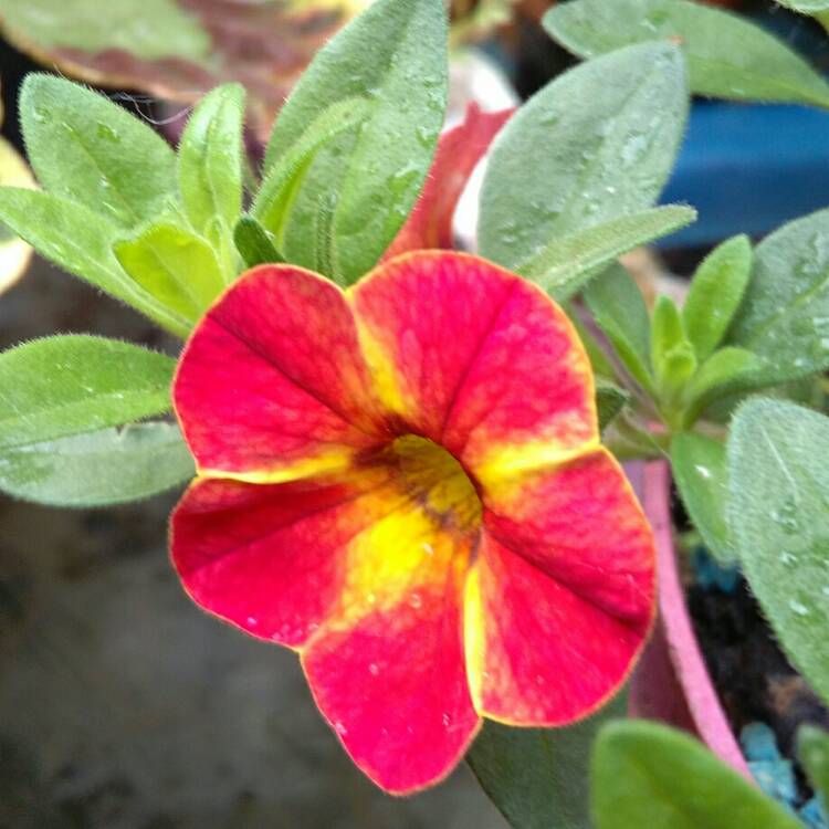 Plant image Petunia surfinia 'Mini trailing'