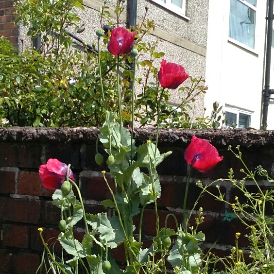 Plant image Papaver 'Poppy Love'