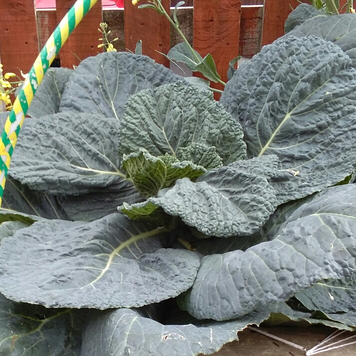 Plant image Brassica oleracea capitata 'King' F1