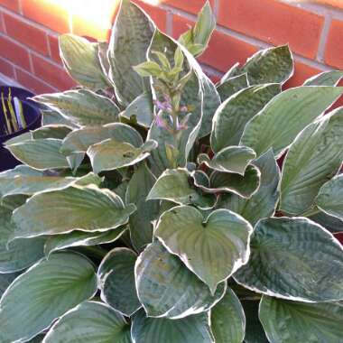 Hosta crispula syn. Hosta 'Sazanami', Hosta 'Marginata Alba'