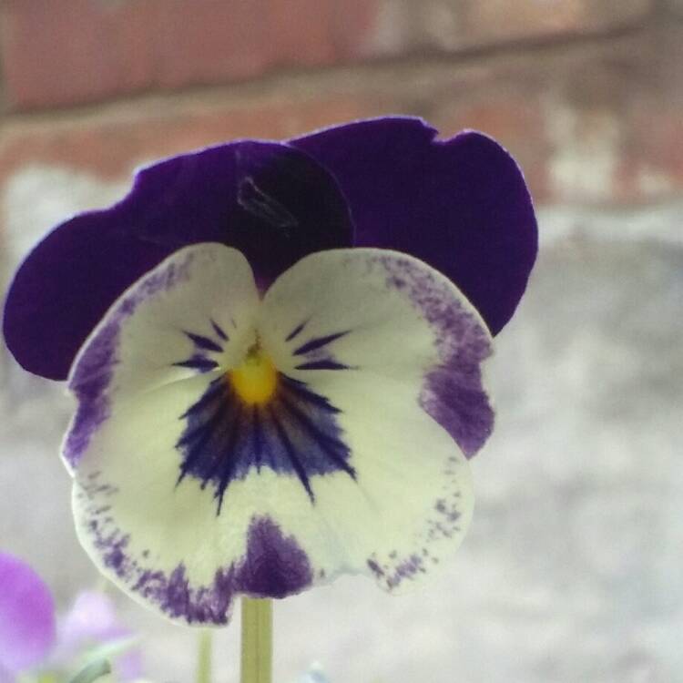 Plant image Viola cornuta 'Rebecca'