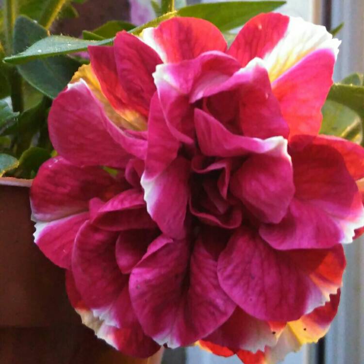 Plant image Petunia Frills And Spills 'Anna'