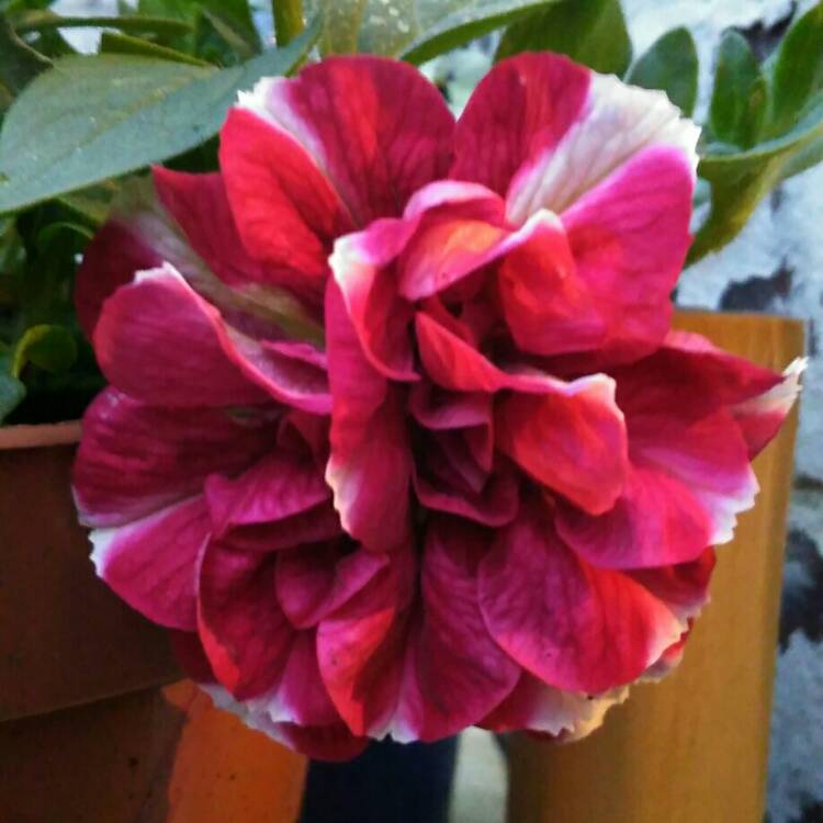 Plant image Petunia 'Tumbelina Cherry Ripple' (Tumbelina Series) syn. Petunia 'Cherry Ripple'