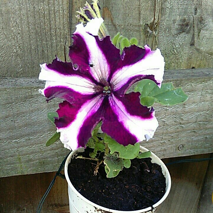 Plant image Petunia 'Star Mix' (Mix)