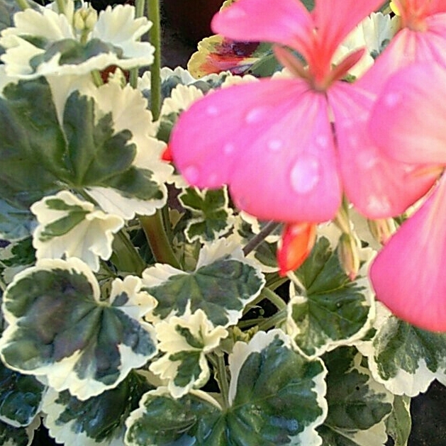 Plant image Pelargonium 'Frank Headley'