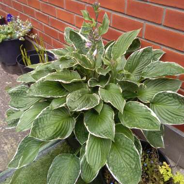 Hosta crispula syn. Hosta 'Sazanami', Hosta 'Marginata Alba'