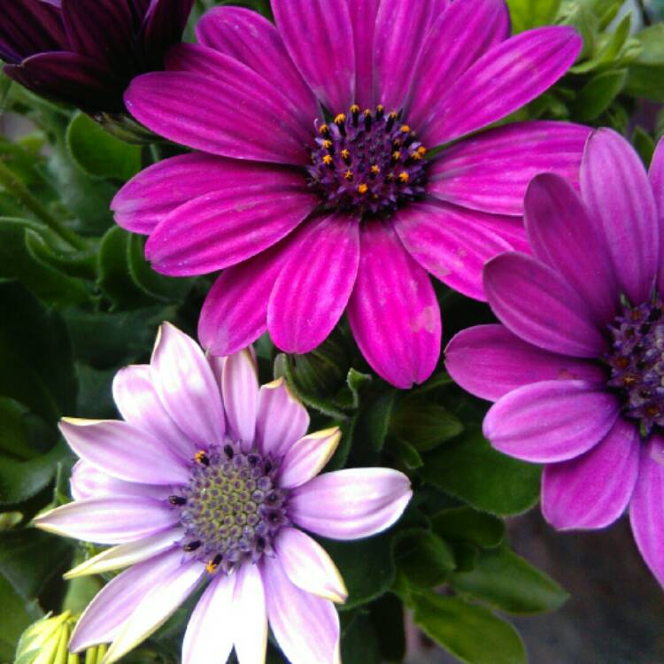 Osteospermum 'Tresco Purple', African Daisy 'Tresco Purple' - uploaded ...