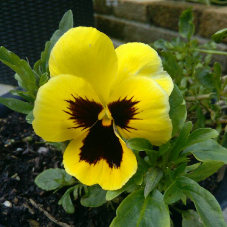 Plant image Viola x wittrockiana 'Yellow Blotch'