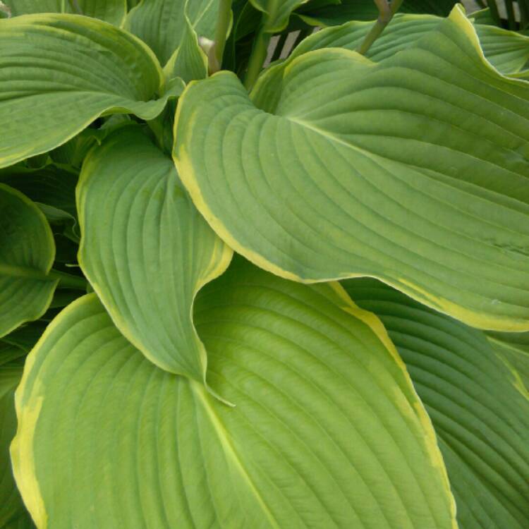 Plant image Hosta 'Carnival'