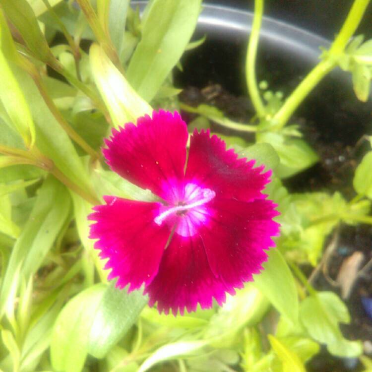 Plant image Dianthus chinensis 'Floral Lace Picotee'