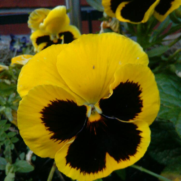 Plant image Viola x wittrockiana 'Yellow Blotch'