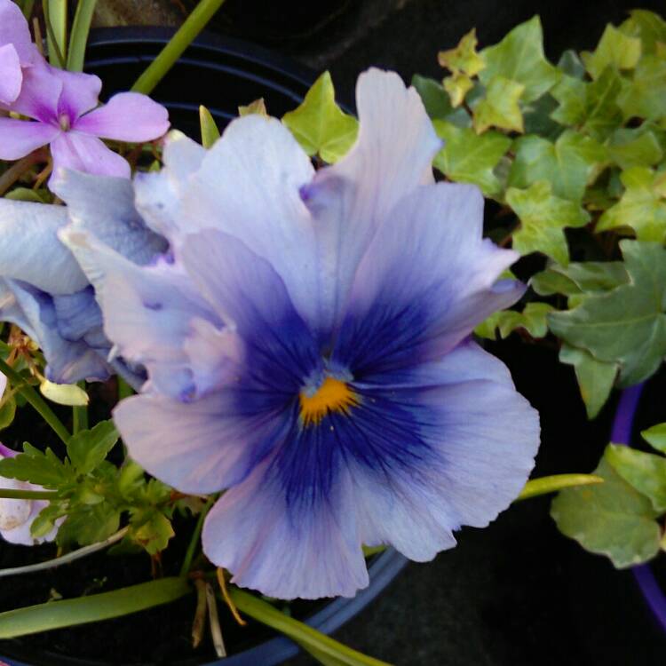 Plant image Viola 'Blue Moon'