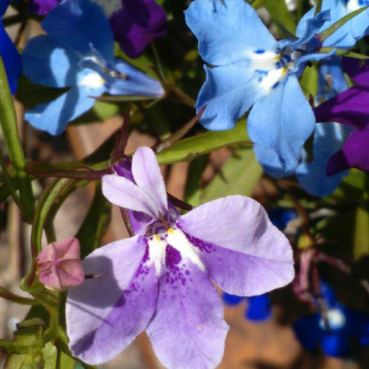 Plant image Lobelia x speciosa