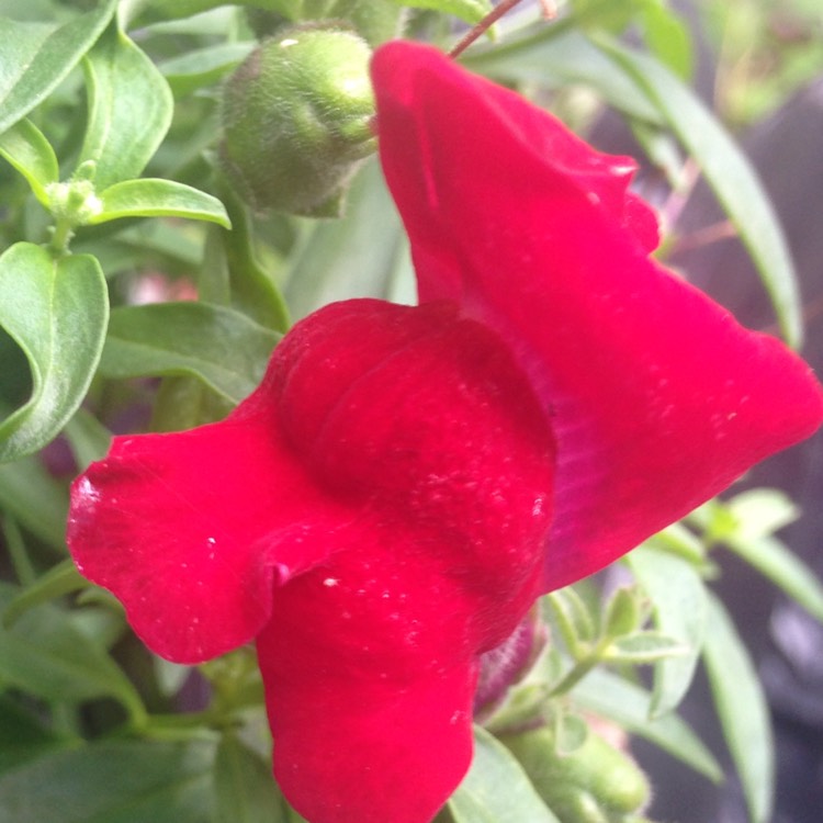 Plant image Antirrhinum majus 'Black Prince'