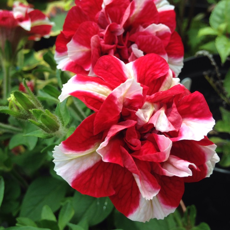 Plant image Petunia 'Pirouette Red'