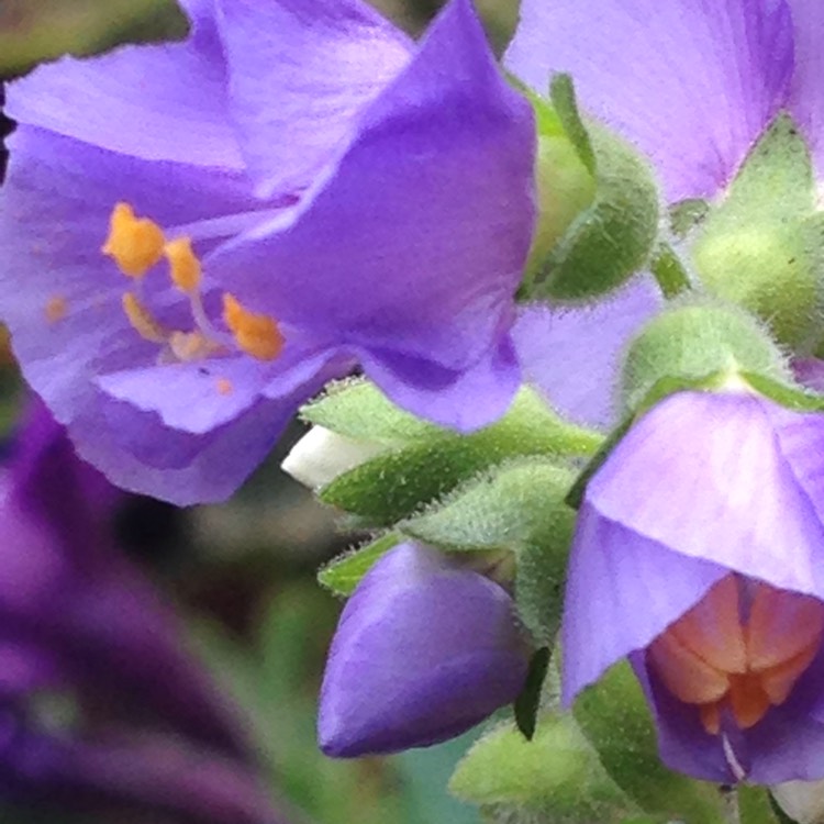 Plant image Polemonium reptans 