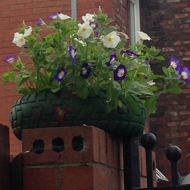 Plant image Convolvulus Tricolour 'Blue flash'