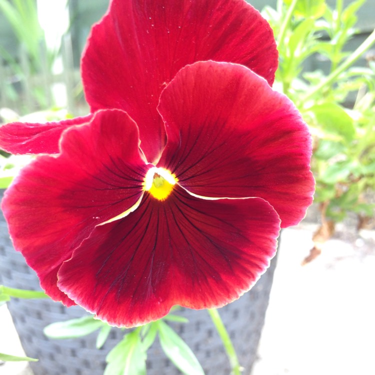 Plant image Viola x wittrockiana 'Raspberry Sundae'