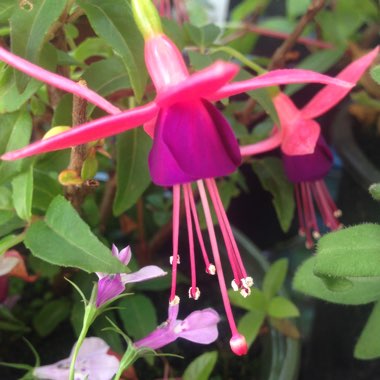 Fuchsia