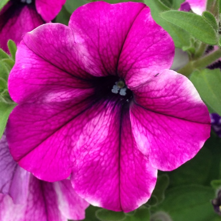 Plant image Petunia Fanfare 'Creme de Cassis'