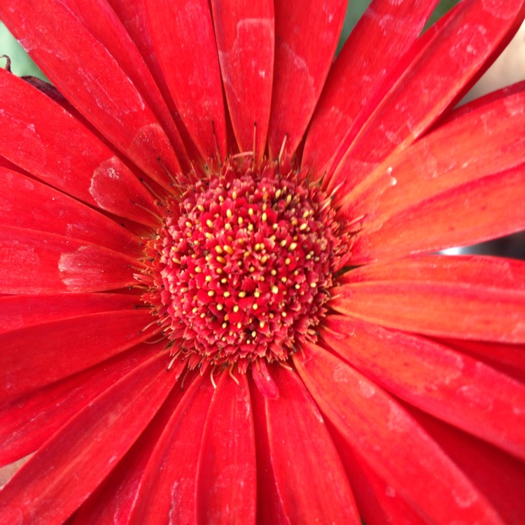 Plant image Gerbera 'Sundayz Red'