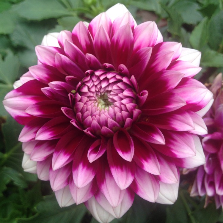 Plant image Dahlia 'Patches'