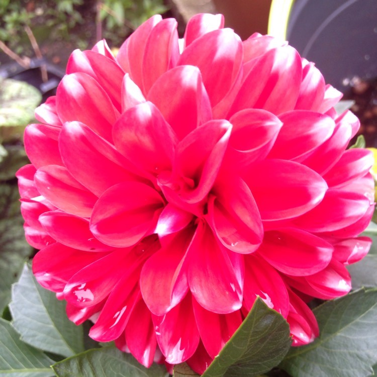 Plant image Dahlia 'Boom Boom Red'